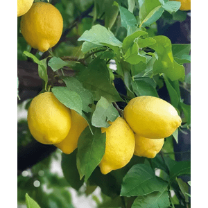 Citrusy Citronovník Zahradnictví: starkl.com