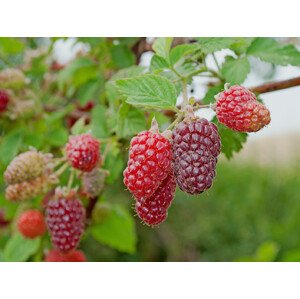 Malinoostružina 'Tayberry Buckingham' Zahradnictví: starkl.com