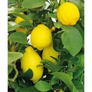 Citrusy Citronovník Zahradnictví: rastlinky.sk