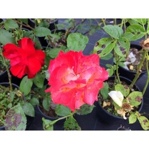 Mnohokvětá růže 'Rumba' Zahradnictví: rastlinky.sk