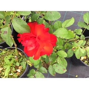 Mnohokvětá růže 'Satchmo' Zahradnictví: rastlinky.sk