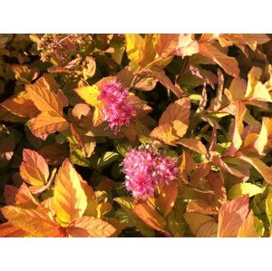 Tavolníky Tavolník japonský 'Golden Princess' Zahradnictví: rastlinky.sk