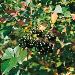 Černý jeřáb - arónie, temnoplodec černoplodý Zahradnictví: rastlinky.sk